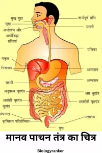 Human Digestive System Image