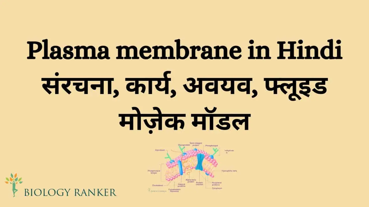 Plasma membrane in hindi