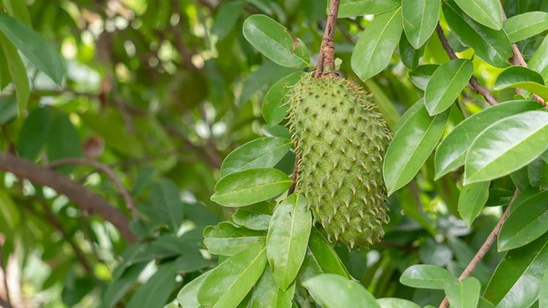 15 Health Benefits of Soursop Leaves You Need to Know