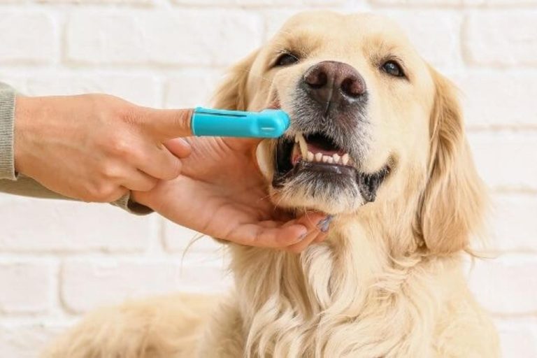 Simple Ways to Use a Teeth Cleaner for Dogs Effectively
